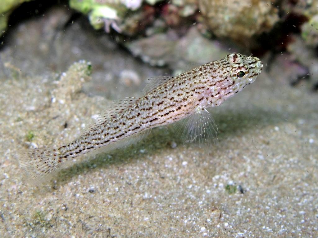 Gobius fallax (Sarato, 1889)